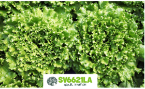 SV6621LA KIVIRCIK MARUL